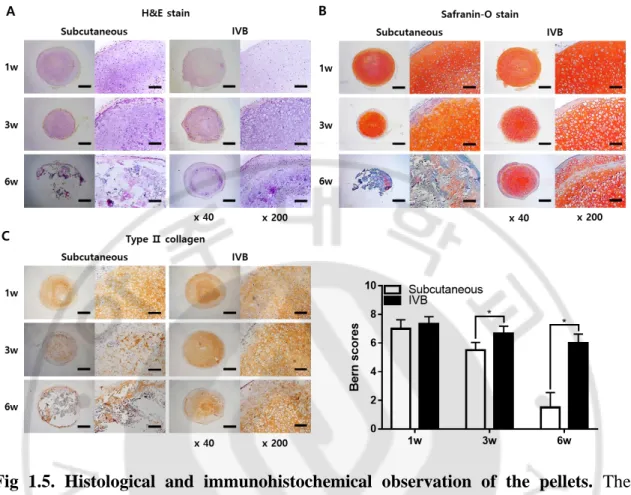Fig  1.5.  Histological  and  immunohistochemical  observation  of  the  pellets.  The 