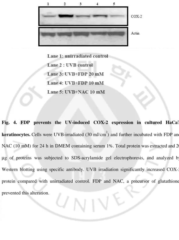 Fig.  4.  FDP  prevents  the  UV-induced  COX-2  expression  in  cultured  HaCaT  keratinocytes