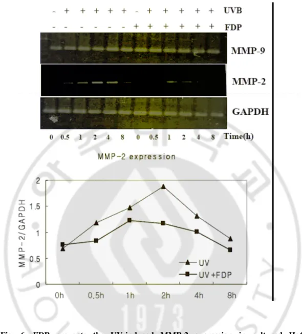 Fig.  6.  FDP  prevents  the  UV-induced  MMP-2  expression  in  cultured  HaCaT  keratinocytes