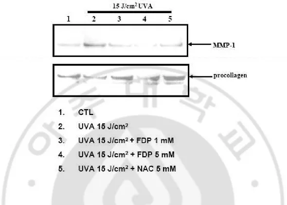 Fig. 9. FDP prevents the UV-induced MMP-1 expression and procollagen depression in    cultured  skin  fibroblast
