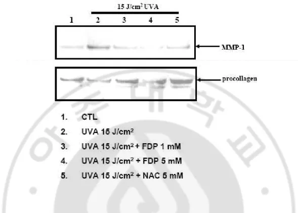 Fig. 9. FDP prevents the UV-induced MMP-1 expression and procollagen depression in    cultured  skin  fibroblast