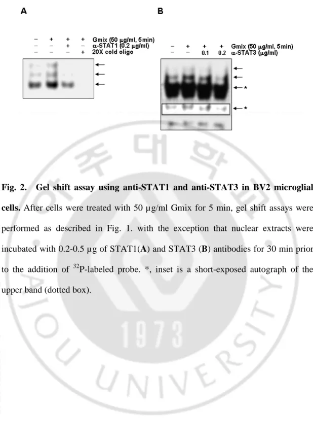 Fig.  2.    Gel  shift  assay  using  anti-STAT1  and  anti-STAT3  in  BV2  microglial  cells