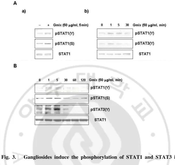 Fig.  3.      Gangliosides  induce  the  phosphorylation  of  STAT1  and  STAT3  in  microglial  cells