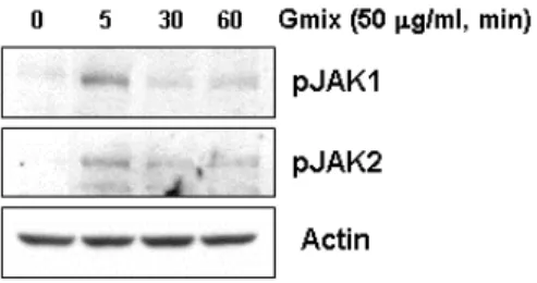 Fig.  4.      Gangliosides  stimulate  phosphorylation  of  JAK1  and  JAK2  in  rat  primary  microglial  cells