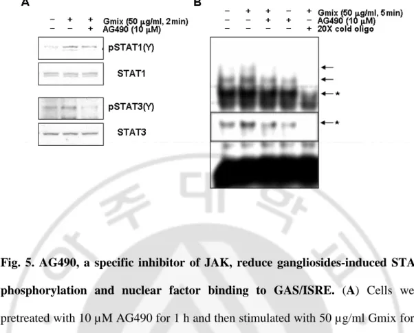 Fig.  5.  AG490,  a  specific  inhibitor  of  JAK,  reduce  gangliosides-induced  STAT  phosphorylation  and  nuclear  factor  binding  to  GAS/ISRE