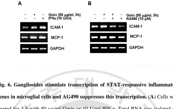 Fig.  6.  Gangliosides  stimulate  transcription  of  STAT-responsive  inflammatory  genes in microglial cells and AG490 suppresses this transcription