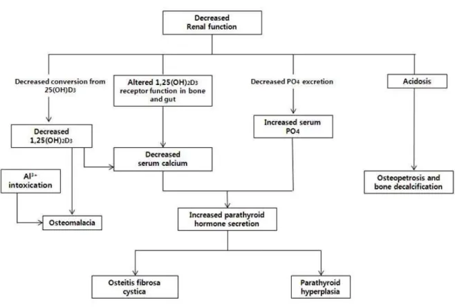 Fig. 1. Flowchart for the development of bone, phosphate, and calcium abnormalities in chronic renal failure (CRF).