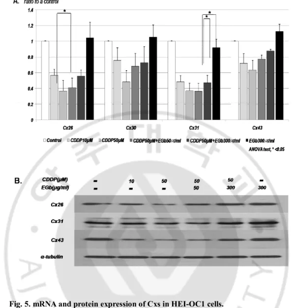 Fig. 5. mRNA and protein expression of Cxs in HEI-OC1 cells.   