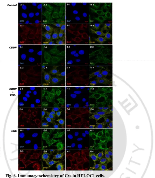 Fig. 6. Immunocytochemistry of Cxs in HEI-OC1 cells.   