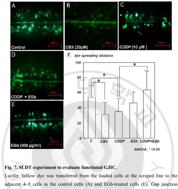 Fig. 7. SLDT experiment to evaluate functional GJIC.   