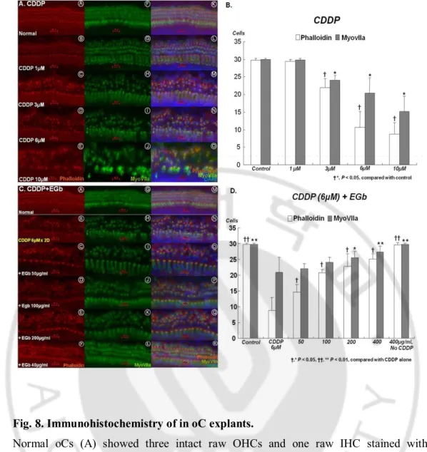 Fig. 8. Immunohistochemistry of in oC explants.   