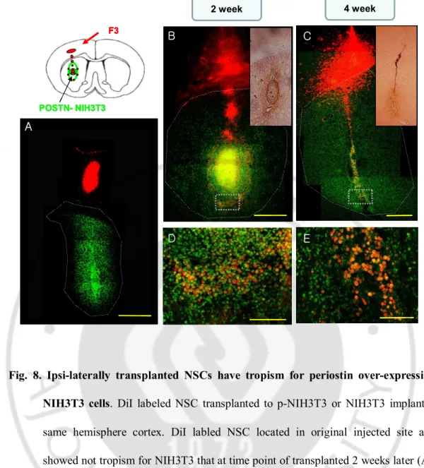 Fig.  8.  Ipsi-laterally  transplanted  NSCs  have  tropism  for  periostin  over-expressing  NIH3T3  cells