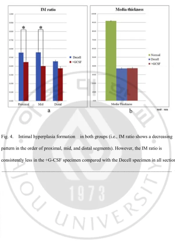 Fig. 4.    Intimal hyperplasia formation    in both groups (i.e., IM ratio shows a decreasing  pattern in the order of proximal, mid, and distal segments)