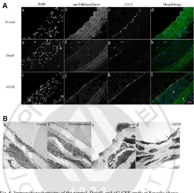 Fig. 6. Immunohistochemistry of the normal, Decell, and +G-CSF grafts at 8 weeks shows  variable intensity of vWF(b,f,j) and CD31+(c,g,k)