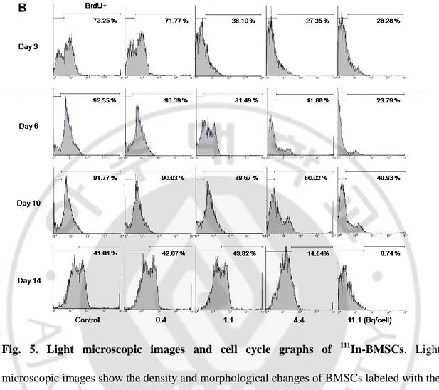 Fig.  5.  Light  microscopic  images  and  cell  cycle  graphs  of  111 In-BMSCs.  Light  microscopic images show the density and morphological changes of BMSCs labeled with the  lowest and the highest doses of  111 In (A, original magnification- X200)