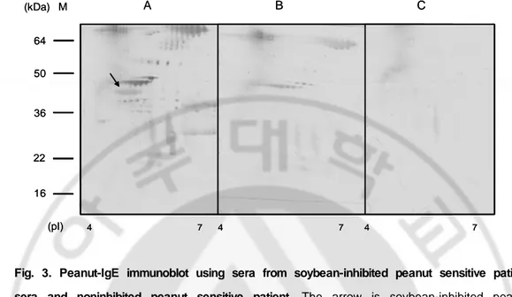 Fig.  3.  Peanut-IgE  immunoblot  using  sera  from  soybean-inhibited  peanut  sensitive  patient  sera  and  noninhibited  peanut  sensitive  patient