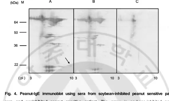 Fig.  4.  Peanut-IgE  immunoblot  using  sera  from  soybean-inhibited  peanut  sensitive  patient  sera  and  noninhibited  peanut  sensitive  patient
