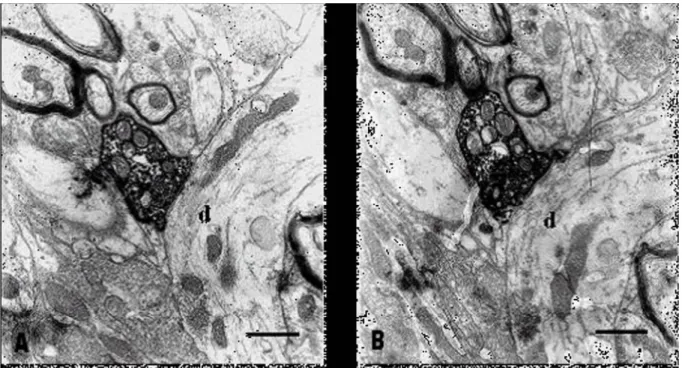 Fig.  5.  Electron  micrographs  of  simple  synaptic  organization.  A  HRP-labeled  bouton  from  a  vibrissa  afferent  in  Vi  shows  asymmetrical  synaptic  contact  with  a  dendritic  shaft(d)