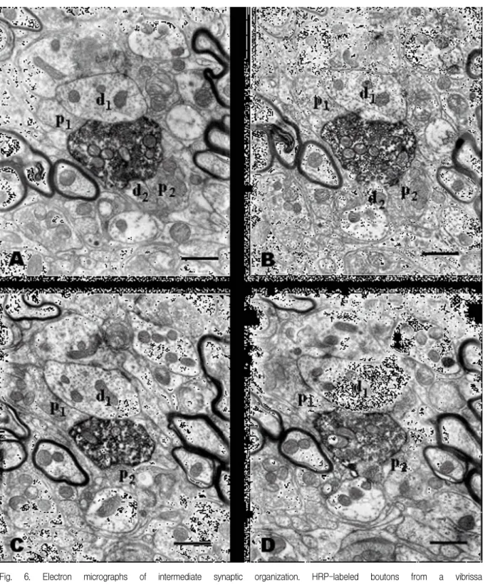 Fig.  6.  Electron  micrographs  of  intermediate  synaptic  organization.  HRP-labeled  boutons  from  a  vibrissa  afferent  in  Vi  are  taken  from  a  set  of  serial  sections