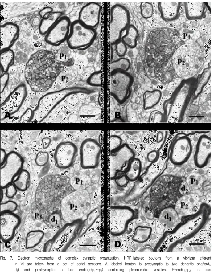 Fig.  7.  Electron  micrographs  of  complex  synaptic  organization.  HRP-labeled  boutons  from  a  vibrissa  afferent  in  Vi  are  taken  from  a  set  of  serial  sections