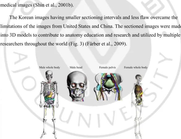Fig. 3. Visible Korean surface models of male whole body, male head, female pelvis, and  female whole body