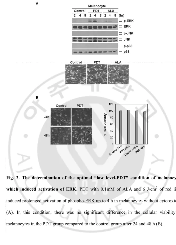 Fig.  2.  The  determination  of  the  optimal  “low  level-PDT”  condition  of  melanocytes 