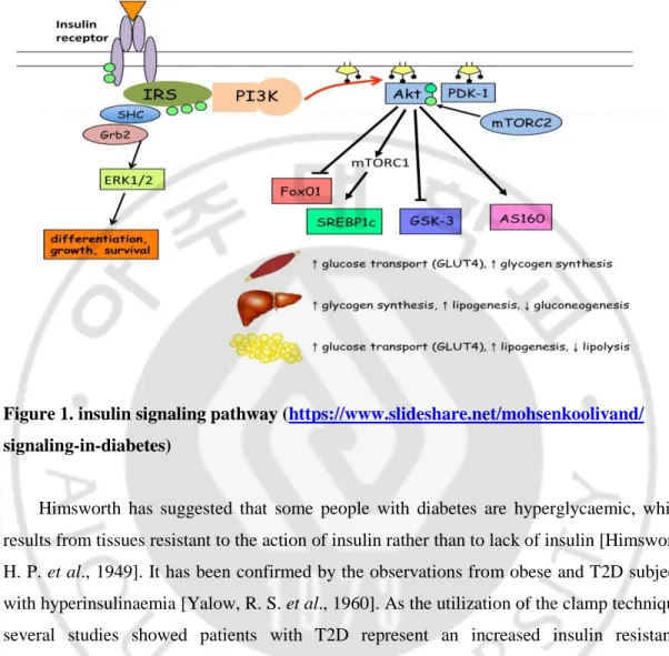 Figure 1. insulin signaling pathway ( https://www.slideshare.net/mohsenkoolivand/