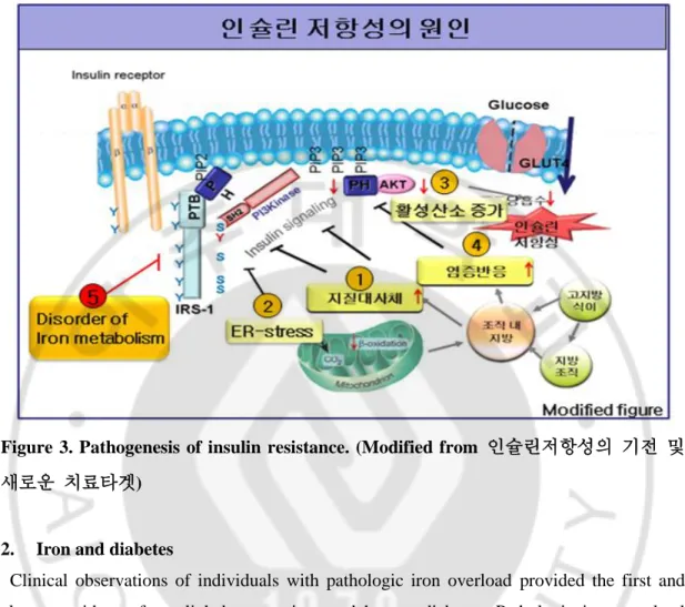 Figure  3. Pathogenesis  of  insulin  resistance.  (Modified from  인슐린저항성의  기전  및 