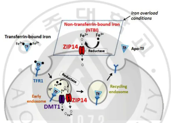 Figure 6. Model of ZIP14 function in iron assimilation by hepatocytes. (Ningning Zhao 