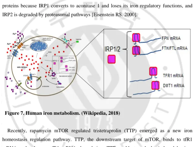 Figure 7. Human iron metabolism. (Wikipedia, 2018) 