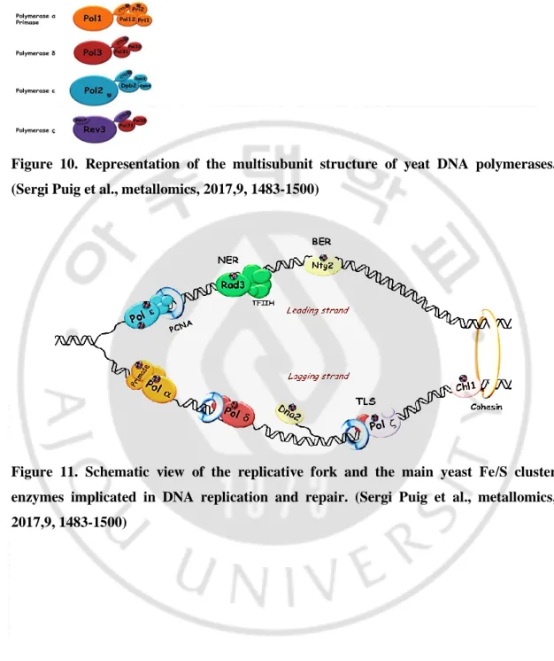 Figure  10.  Representation  of  the  multisubunit  structure  of  yeat  DNA  polymerases