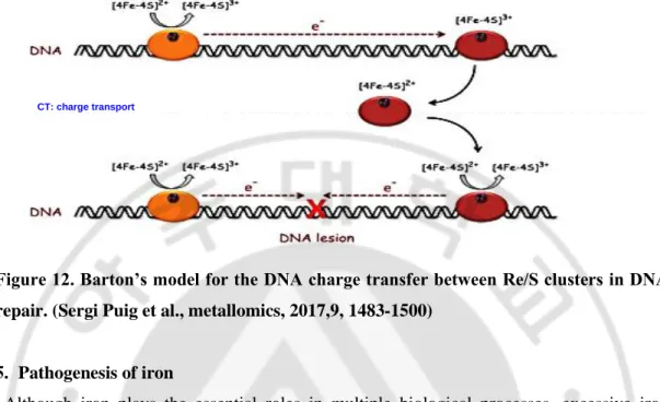 Figure 12. Barton’s model for the DNA charge transfer between Re/S clusters in DNA  repair