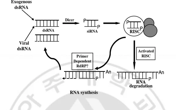 Fig. 2. Model for RNAi. Antisense RNA strands are drawn in thin black, sense RNA 