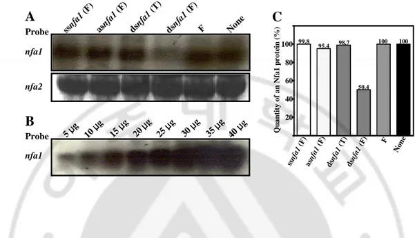 Fig. 5. Northern blotting and quantitative analysis of the nfa1 gene mRNA from 