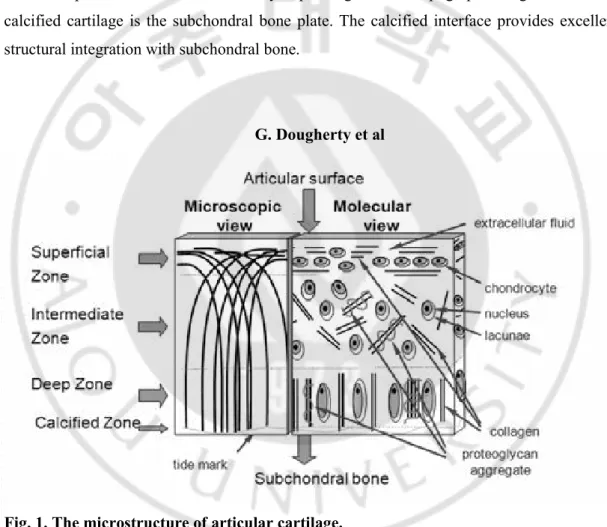 Fig. 1. The microstructure of articular cartilage. 