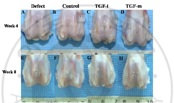 Fig. 2-1. Gross observation of the defect area of the cartilage at 4 weeks (A-D) and 8 weeks  (E-H) after surgery
