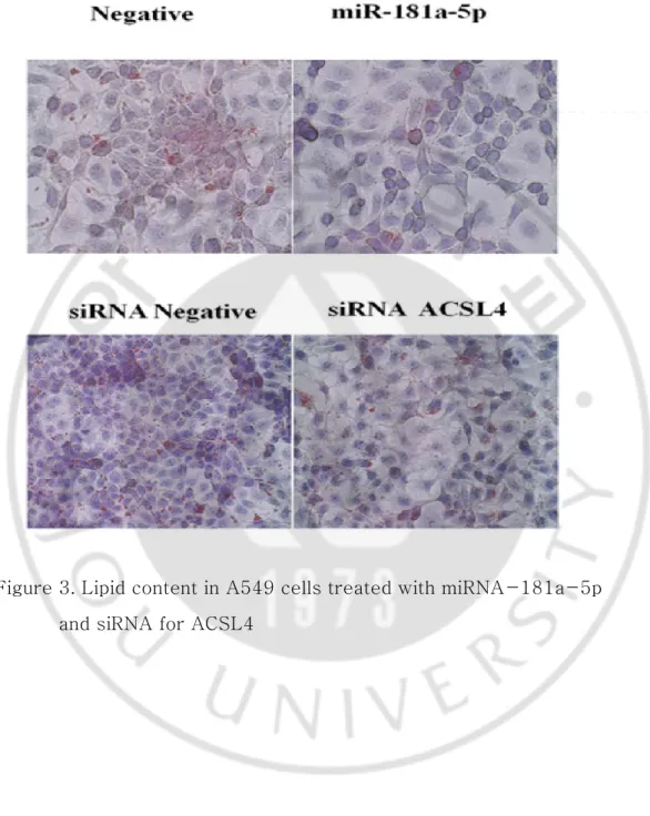 Figure 3. Lipid content in A549 cells treated with miRNA-181a-5p                and siRNA for ACSL4 