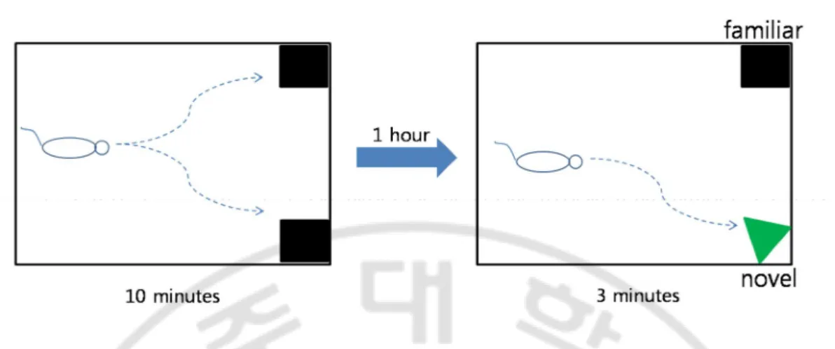 Fig. 1. Object recognition test. In the first trial, two identical objects (black cubes) are 