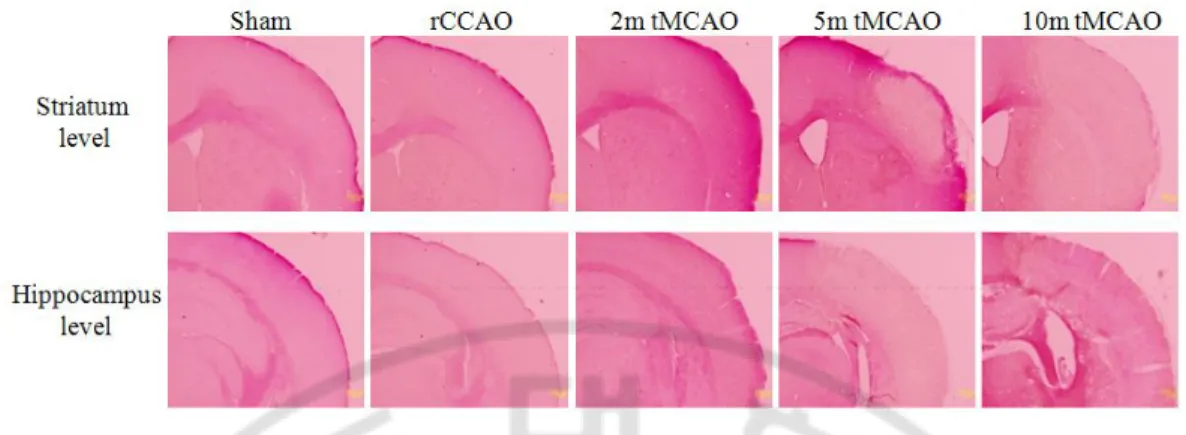 Fig. 2. A pilot experiment for induction of mild ischemia. Various ischemic conditions 