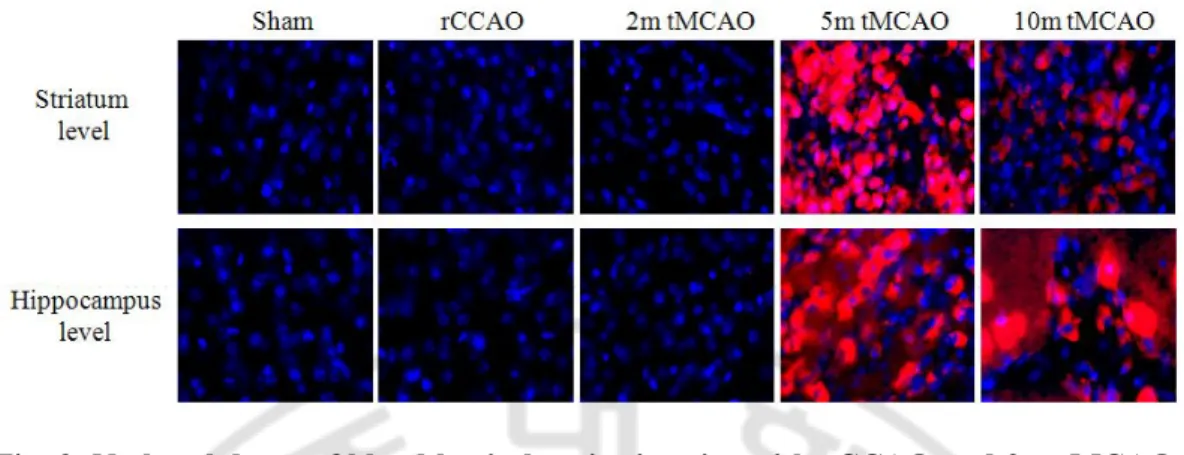 Fig. 3. No breakdown of blood brain barrier in mice with rCCAO and 2m tMCAO. 