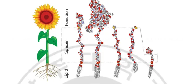 Fig.  1.  Diagram  showing  the  features  of  the  function–spacer–lipid  construct  of  a  kodecyte, using the analogy of a sunflower