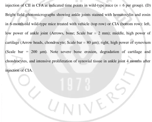 Fig.  2.  Characterization  of  collagen-induced  arthritis  (CIA)  in  wild-type  and  APP/PS1  mice
