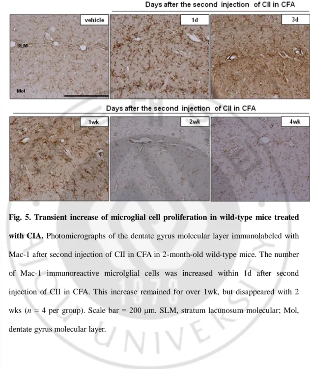 Fig.  5.  Transient  increase  of  microglial  cell  proliferation  in  wild-type  mice  treated  with  CIA