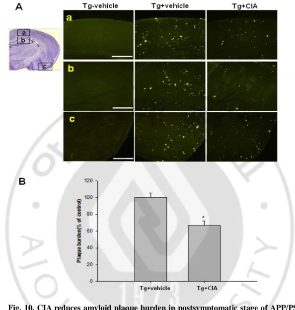 Fig. 10. CIA reduces amyloid plaque burden in  postsymptomatic stage of APP/PS1  mice