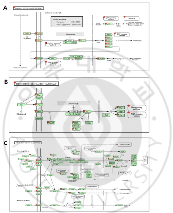 Fig. 3. The enriched pathways Classical BCC subgroup. Pathway  analysis  using  KEGG 