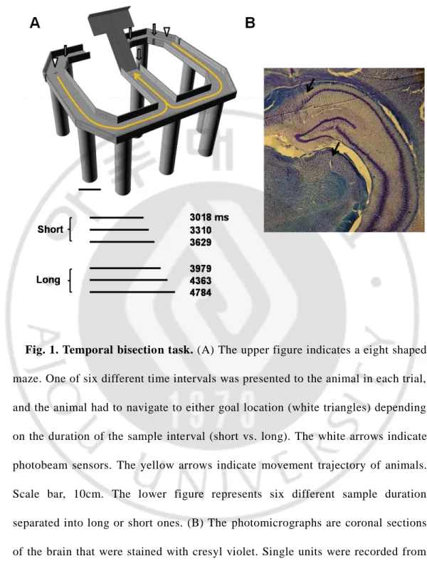 Fig. 1. Temporal bisection task. (A) The upper figure indicates a eight shaped  maze. One of six different time intervals was presented to the animal in each trial,  and the animal had to navigate to either goal location (white triangles) depending  on the