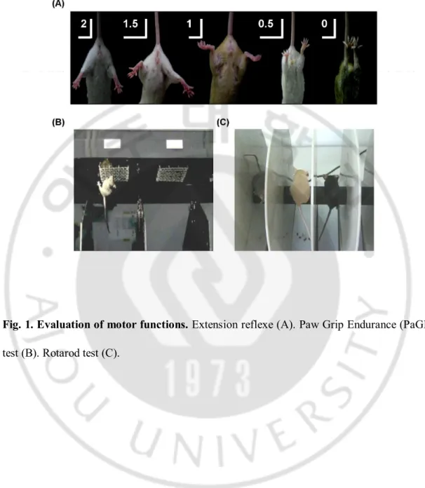 Fig. 1. Evaluation of motor functions. Extension reflexe (A). Paw Grip Endurance (PaGE) 