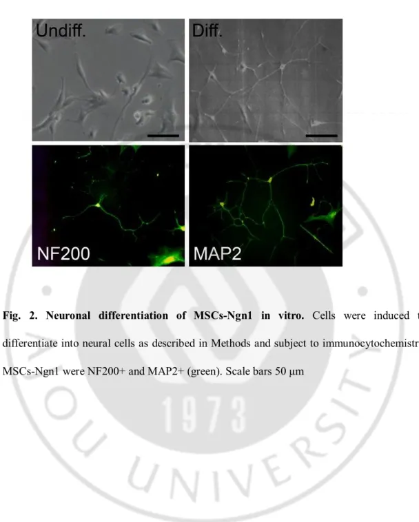 Fig.  2.  Neuronal  differentiation  of  MSCs-Ngn1  in  vitro.  Cells  were  induced  to 