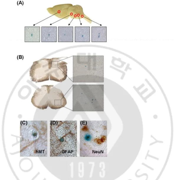 Fig. 3. Migration of transplanted MSCs-Ngn1 into the CNS and immunophenotypes of  MSCs-Ngn1 within the CNS