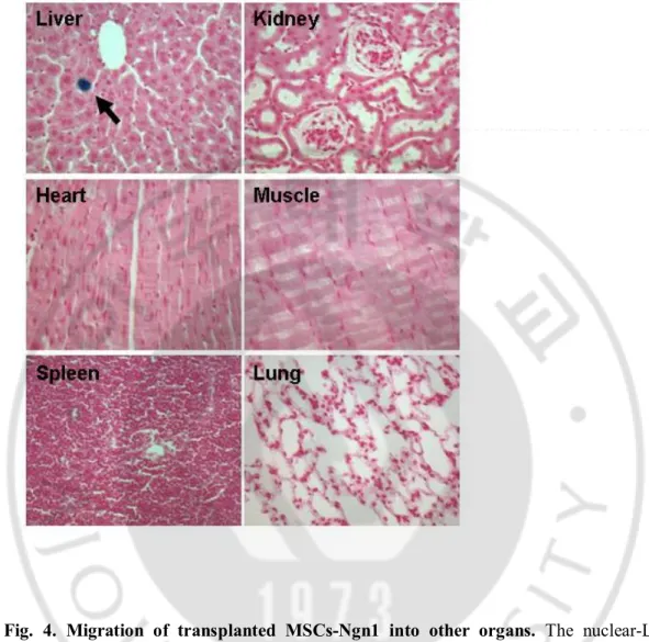 Fig.  4.  Migration  of  transplanted  MSCs-Ngn1  into  other  organs.  The  nuclear-LacZ 